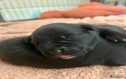 Mixed Breed dogs for sale: Gorgeous Kelpador puppies.  - Advert 2