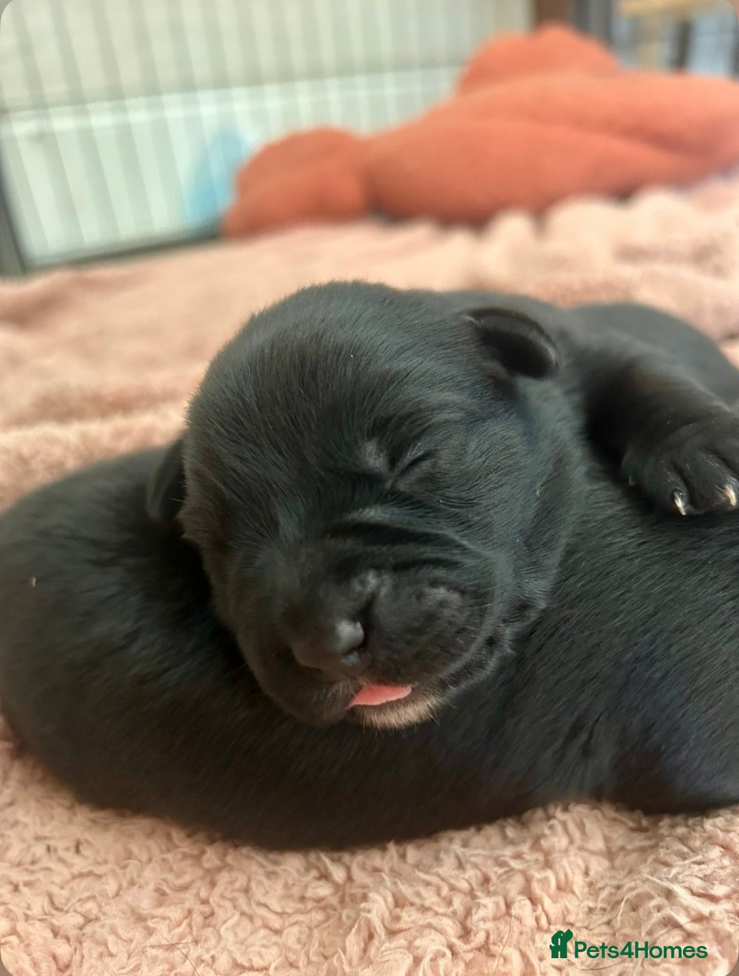 Mixed Breed dogs for sale: Gorgeous Kelpador puppies.  - Advert 2