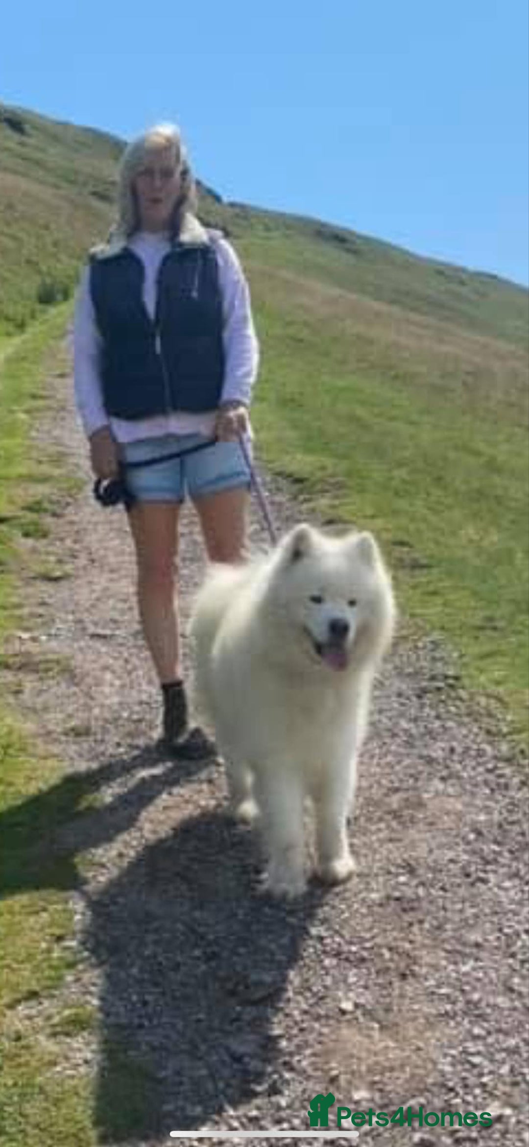 Samoyed dogs for sale: 🐾 Gorgeous Samoyed Puppies 🐾 - Image 4