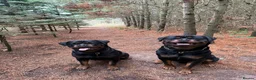 Rottweiler dogs for sale: Expecting Rottweiler pups - ready end of May  - Advert 7