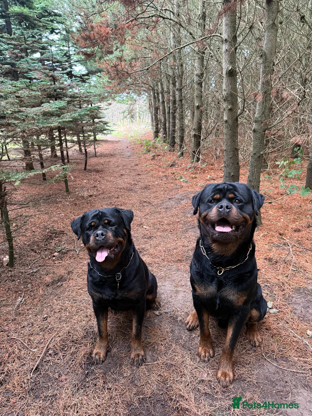 Rottweiler dogs for sale: Expecting Rottweiler pups - ready end of May  - Advert 7