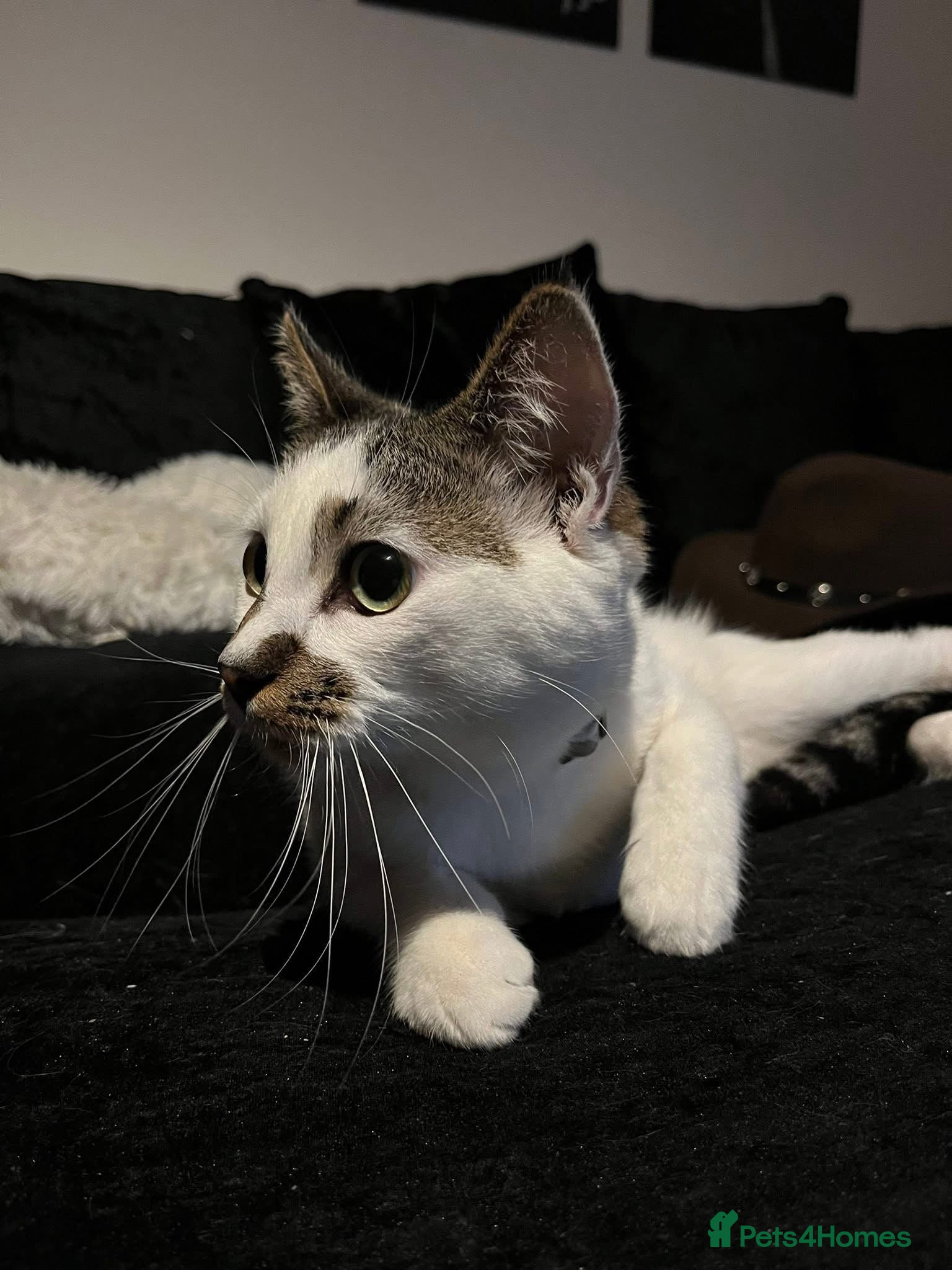 Mixed Breed cats Reggie - Advert 10