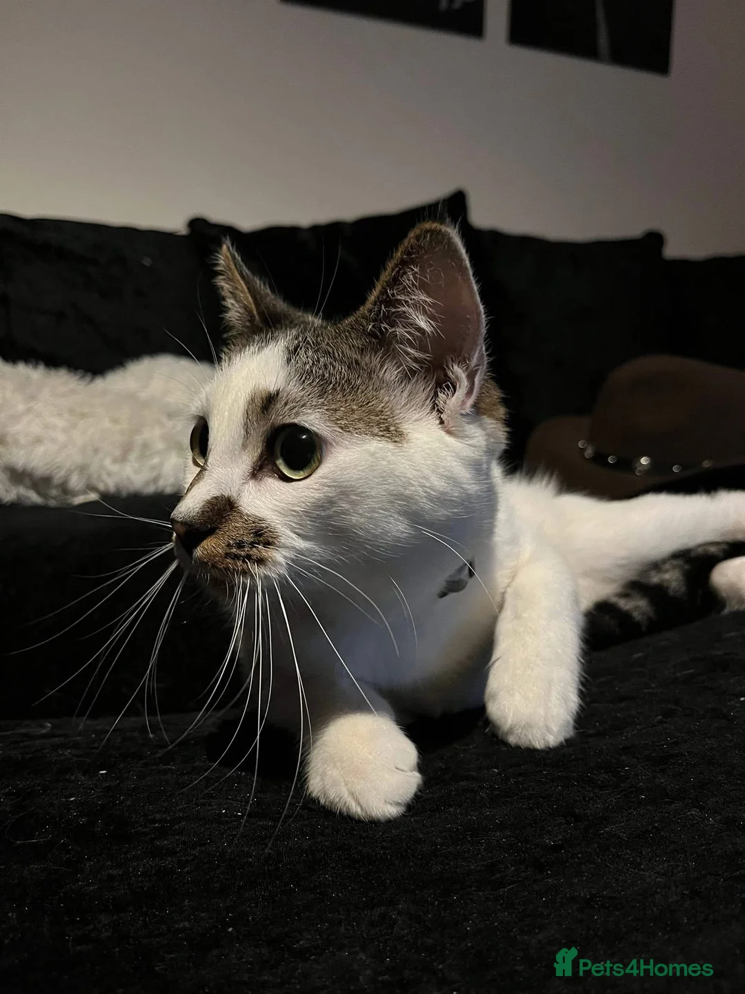 Mixed Breed cats for sale: Reggie in Doncaster - Advert 1