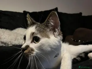 Mixed Breed cats Reggie - Advert 10