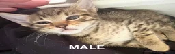 Mixed Breed cats for sale: Gorgeous kittens for sale - Advert 14