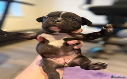 Mixed Breed dogs for sale: Frenchtons - Boston Terrier x Frenchie - Image 24