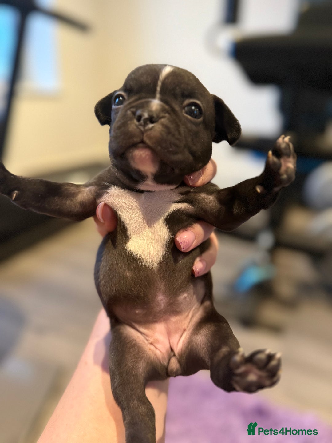 Mixed Breed dogs for sale: Frenchtons - Boston Terrier x Frenchie - Image 24