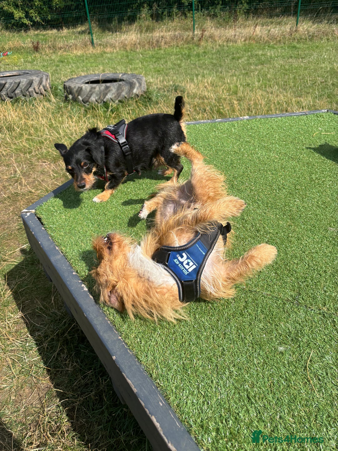 Mixed Breed dogs for sale: Jack Russel x Lucas Terrier Puppies - Image 20