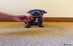 Staffordshire Bull Terrier dogs for sale: Gorgeous KC Reg/Health Tested Blue SBT Puppies - Image 15