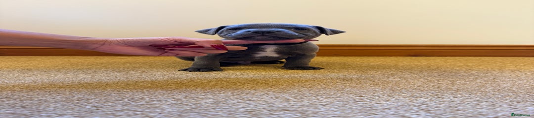 Staffordshire Bull Terrier Puppy 2