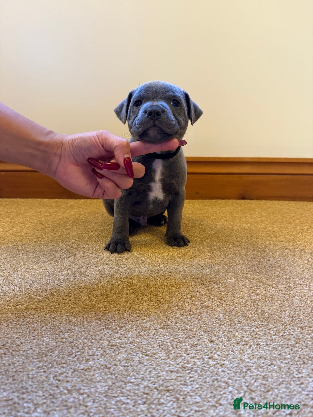 Staffordshire Bull Terrier dogs for sale: Gorgeous KC Reg/Health Tested Blue SBT Puppies - Image 15