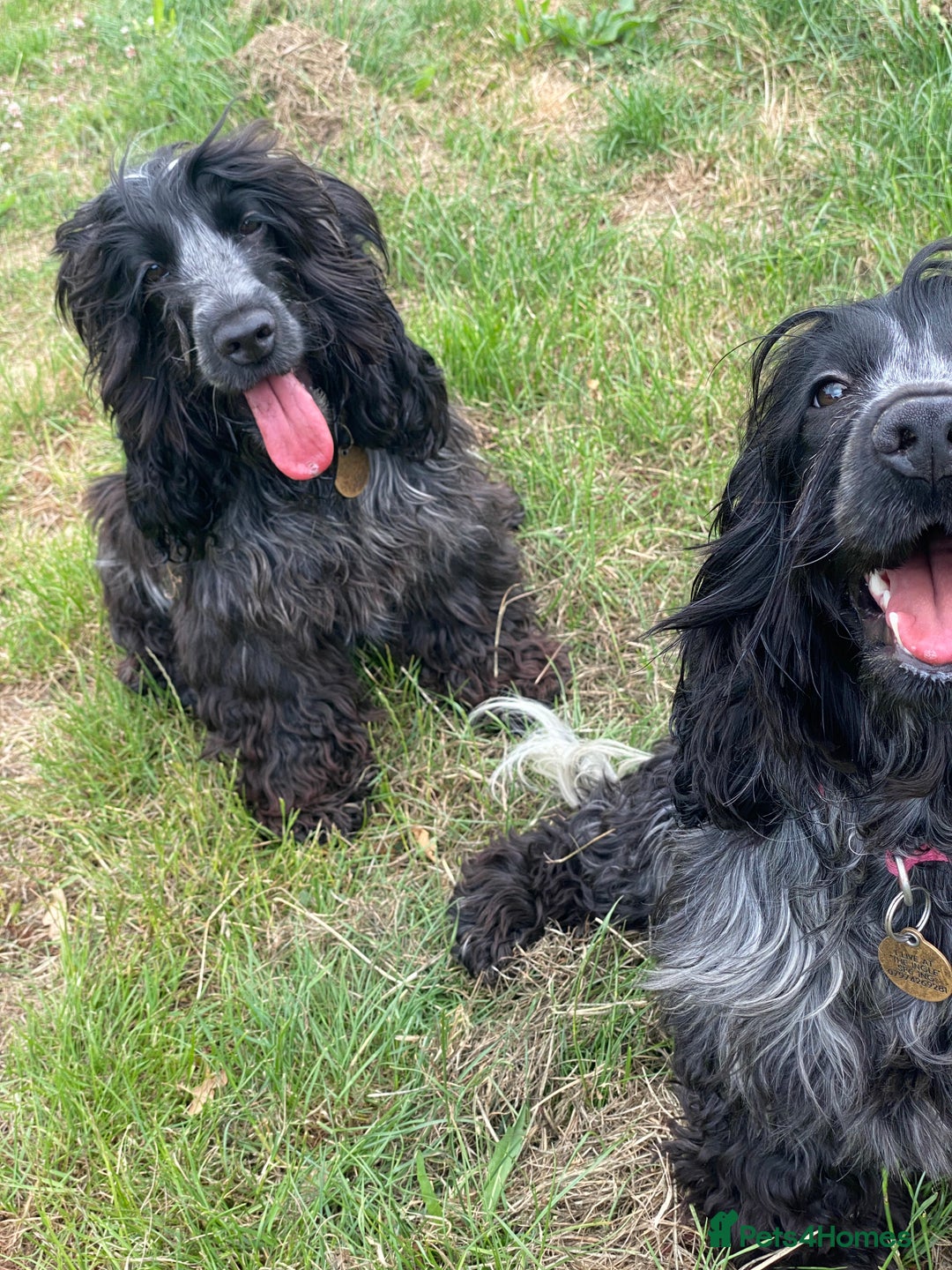 Cocker Spaniel dogs for sale: ‼️ ATTENTION PLEASE ‼️ - Advert 15