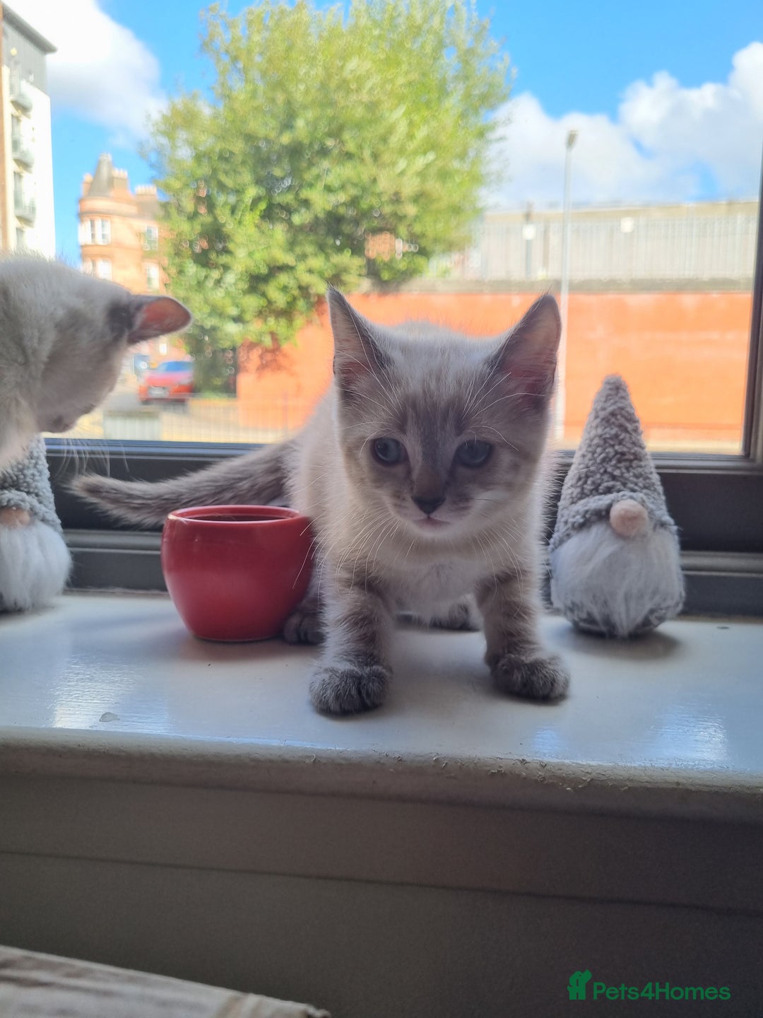 Ragdoll cats for sale: Ragdoll X Bengal - Image 11
