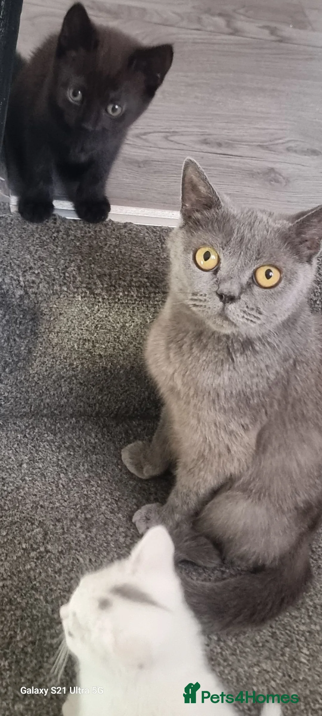 British Shorthair cats for sale: Black male and female kitten  - Advert 2