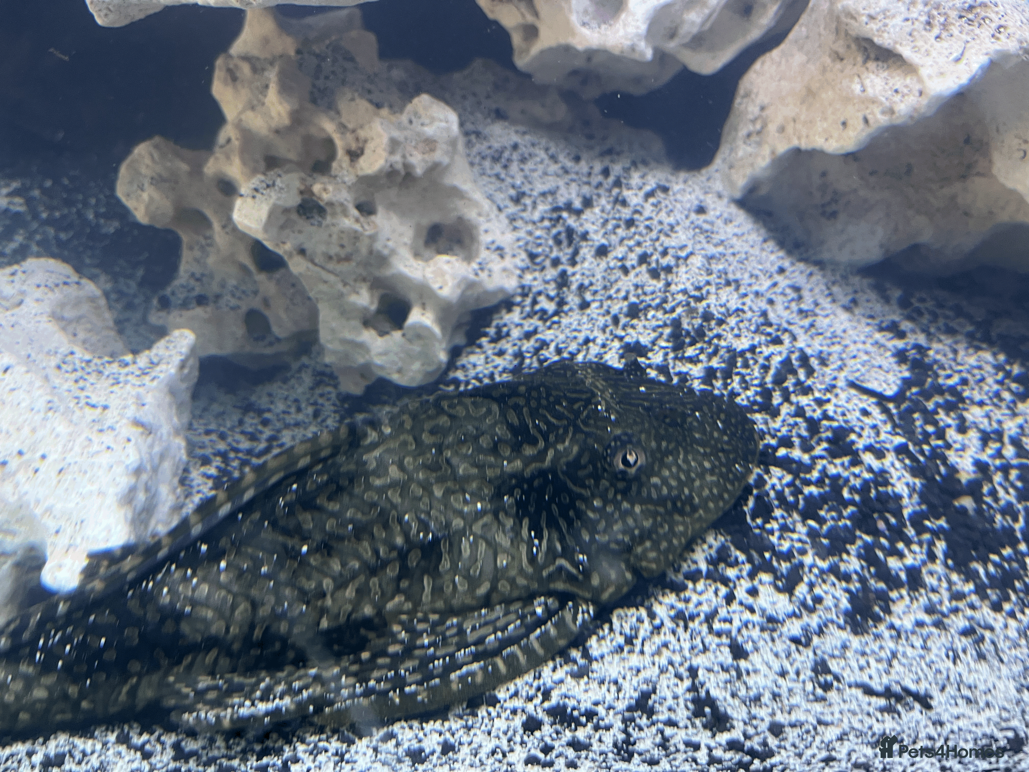 Plecos fish place - Advert 1