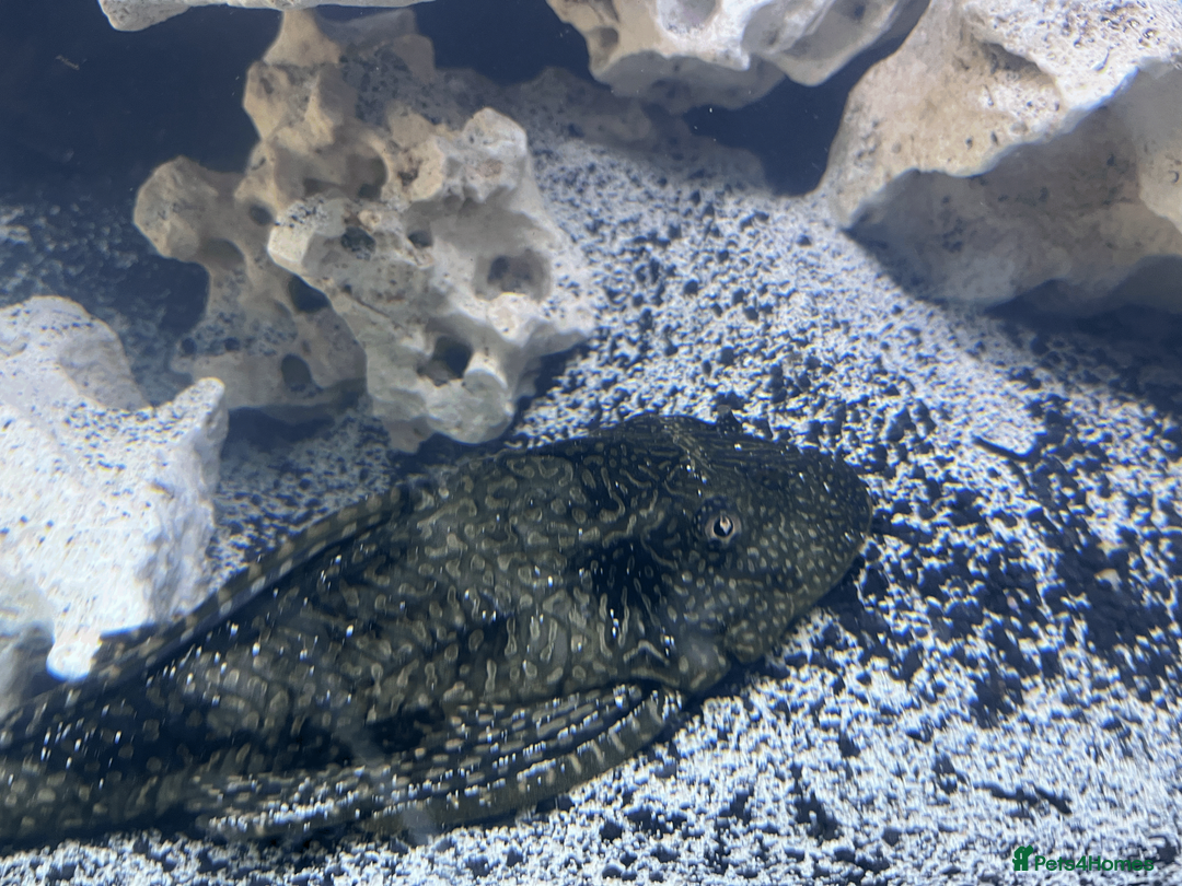 Plecos fish for sale: place - Advert 1