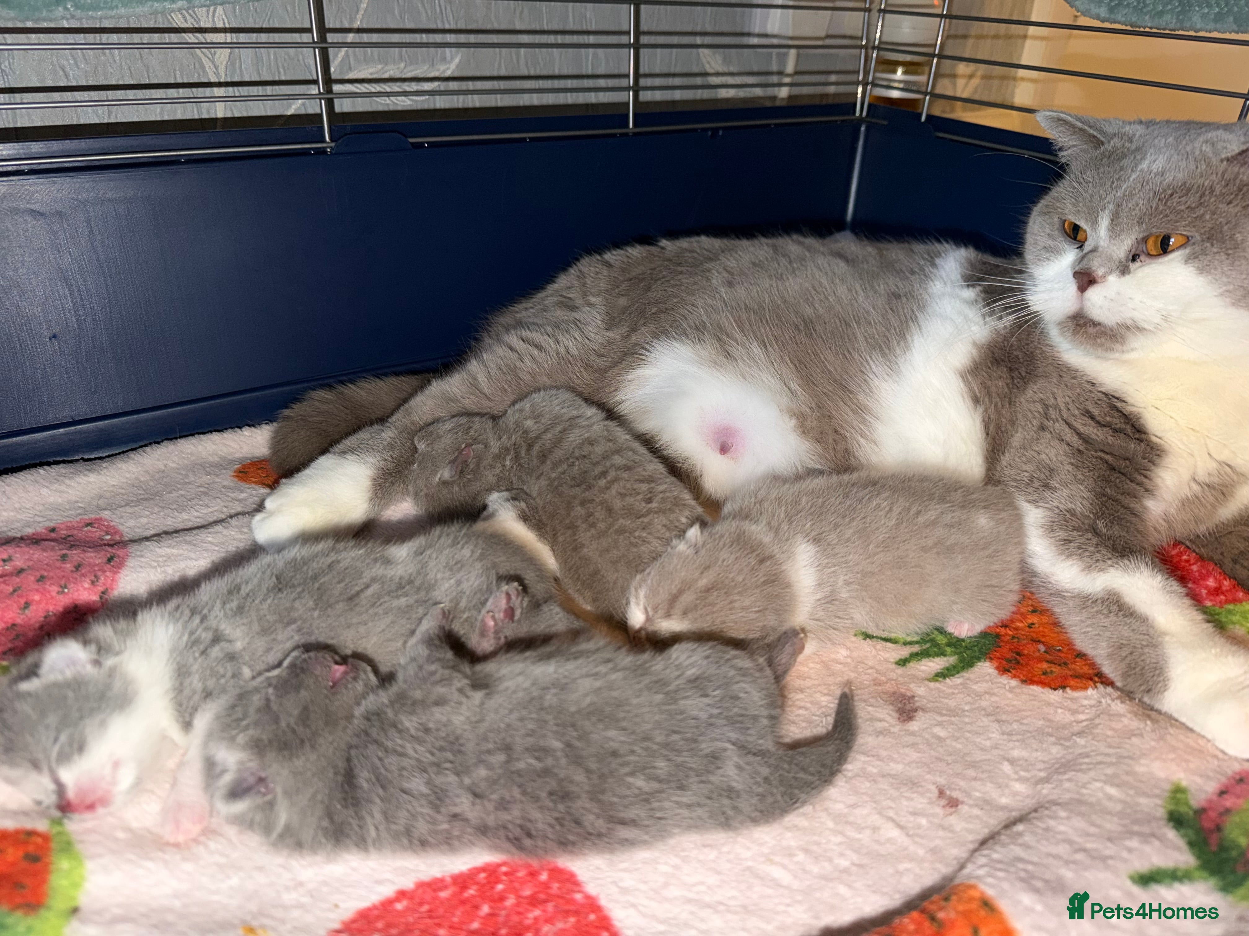 British Shorthair cats GCCF BRITISH SHORTHAIR KITTENS  - Advert 3