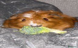 Guinea Pig rodents for sale: Baby guinea pigs - Image 1