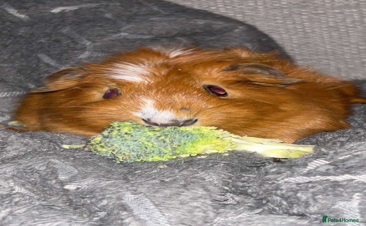 Guinea Pig rodents - Advert 1