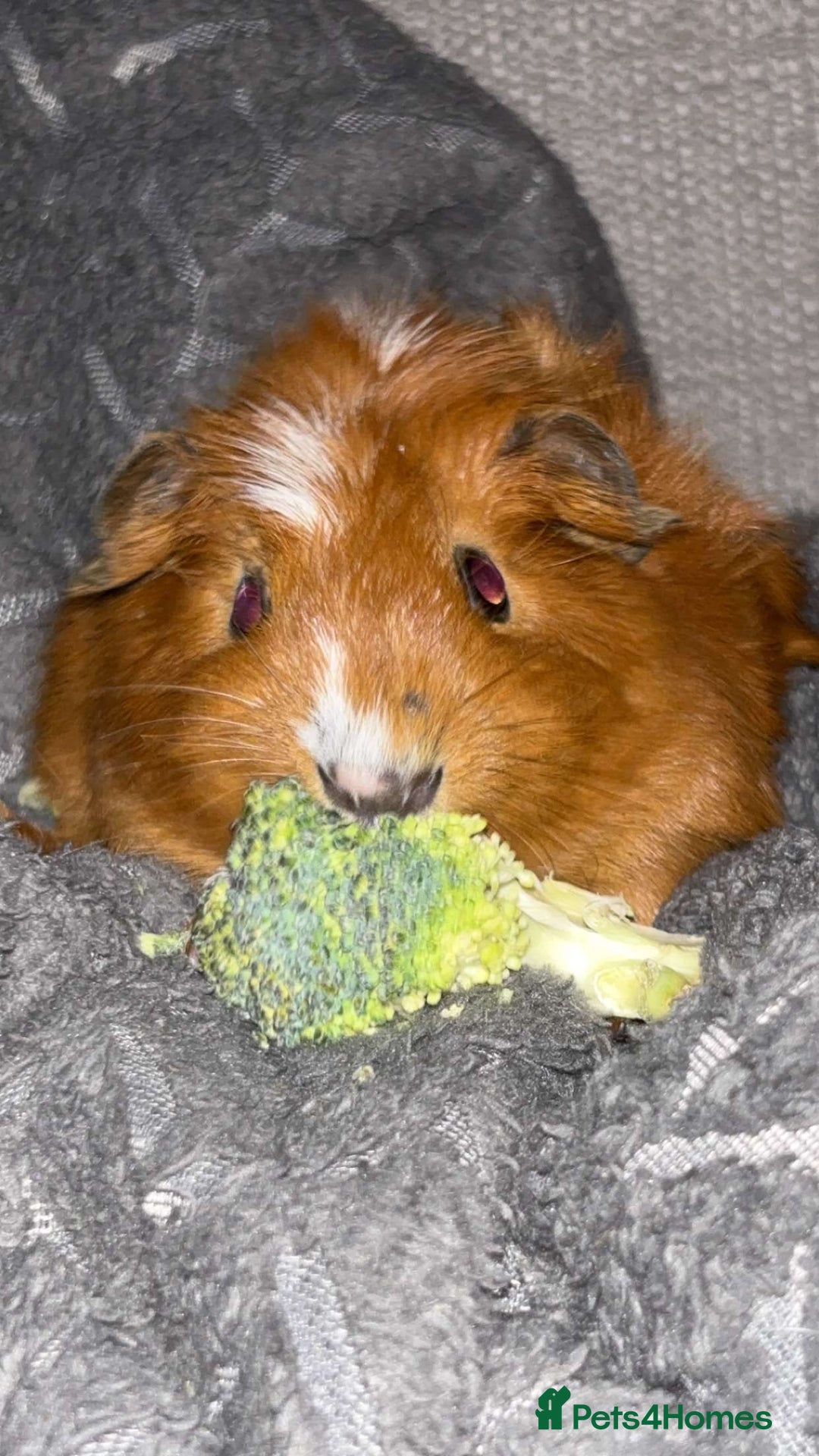 Guinea Pig rodents for sale: Baby guinea pigs - Image 1
