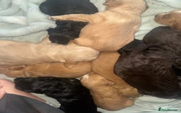 Cocker Spaniel dogs for sale: Cocker spaniels  - Image 11