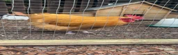 Chickens poultry for sale: Buff Orpington Cockerel - Advert 1