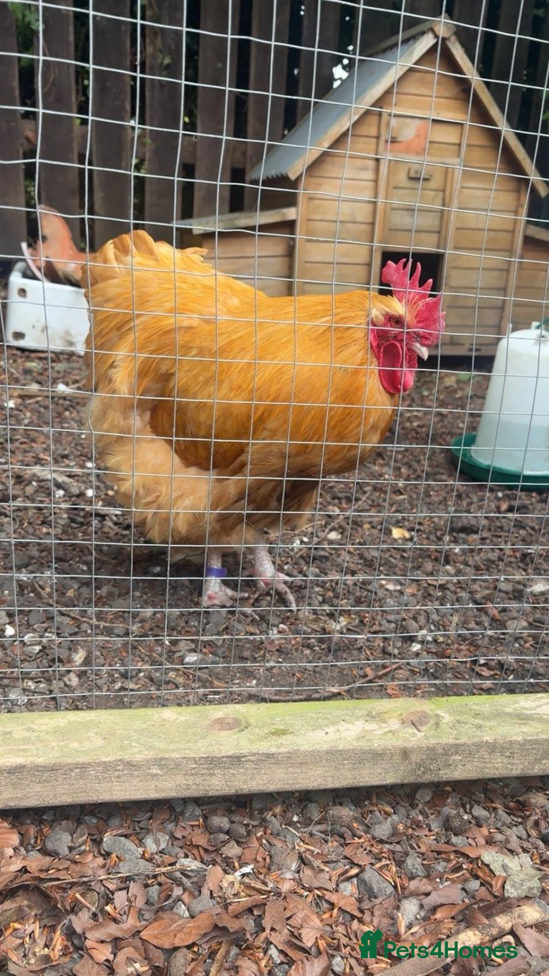 Chickens poultry for sale: Buff Orpington Cockerel - Advert 1