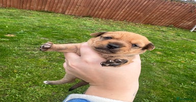 Yorkshire Terrier dogs Yorkshire terrier puppies - Advert 16