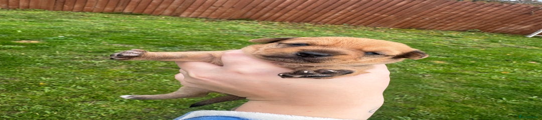 Yorkshire Terrier Puppy 5