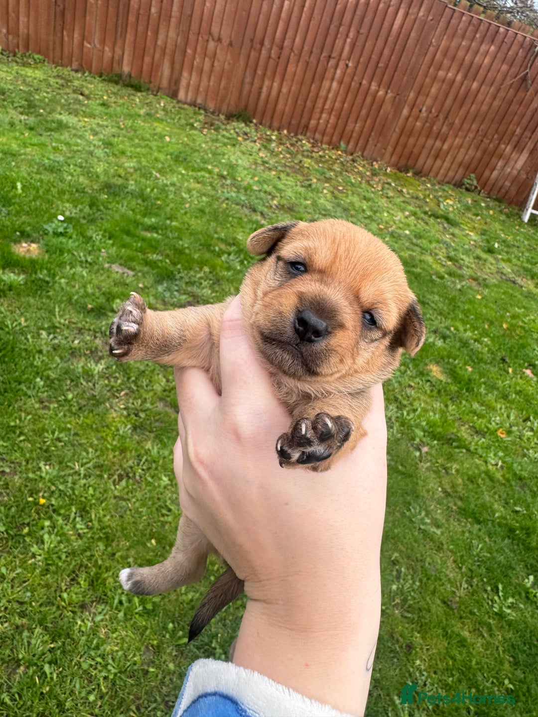 Yorkshire Terrier dogs for sale: Yorkshire terrier puppies - Image 2