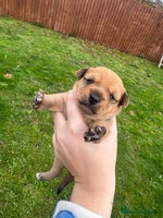 Yorkshire Terrier dogs Yorkshire terrier puppies - Advert 5