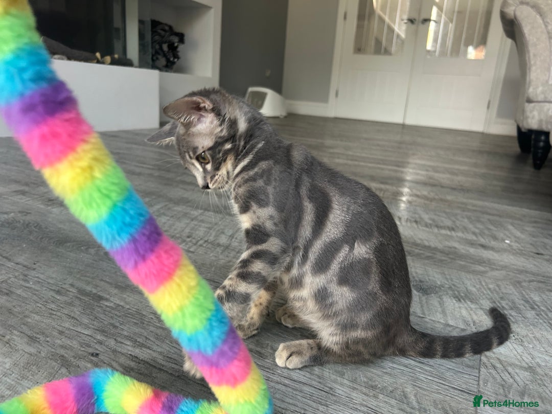 Bengal cats for sale: Striking Blue TICA Male Bengal Kittens 💙  - Image 36