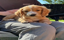 Sprocker dogs for sale:  Sprocker spaniel puppies - Ready Soon ! - Image 20