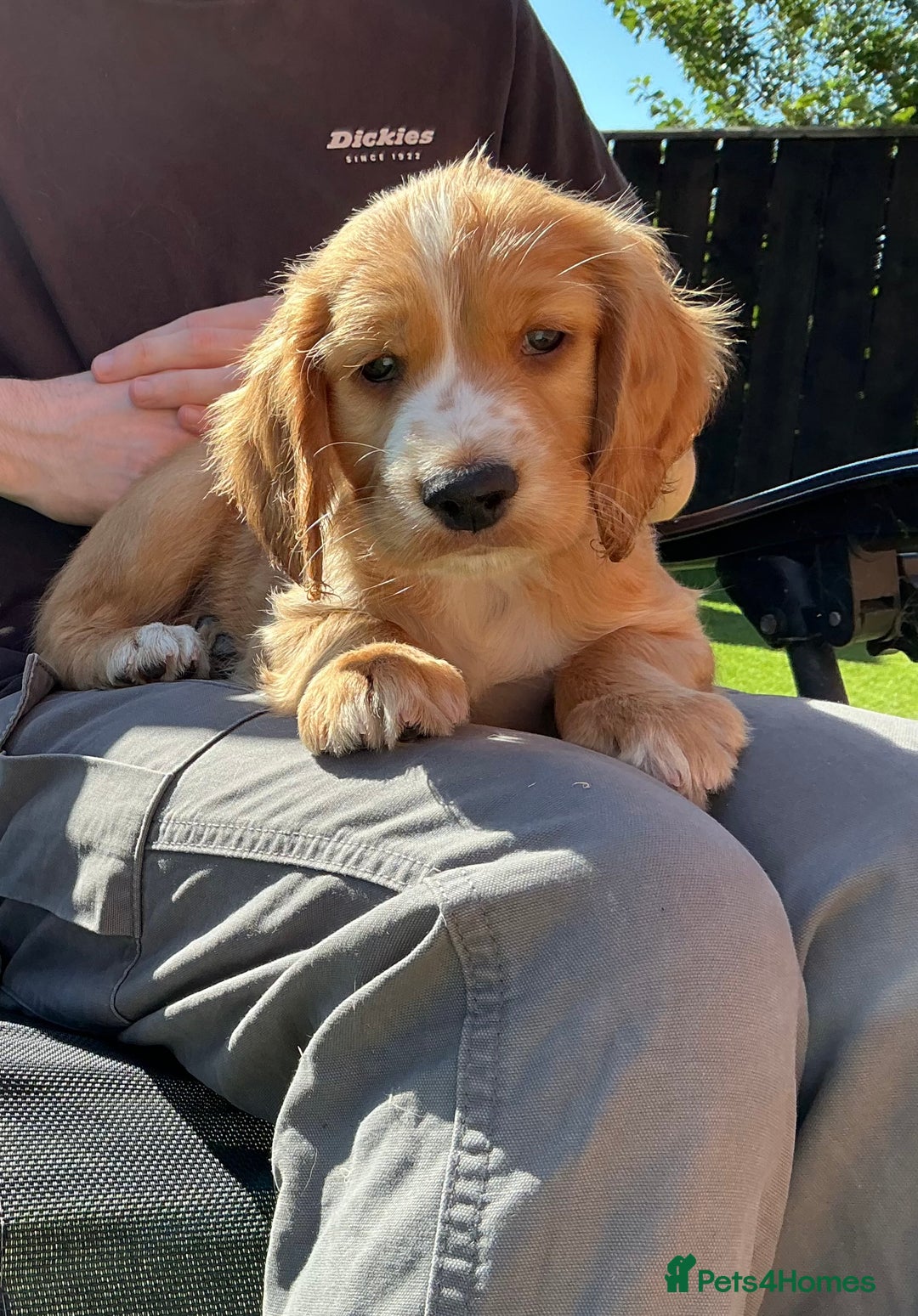 Sprocker dogs for sale:  Sprocker spaniel puppies - Ready Soon ! - Image 20