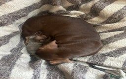Miniature Dachshund dogs for sale: Miniature dachshunds for sale   - Image 8