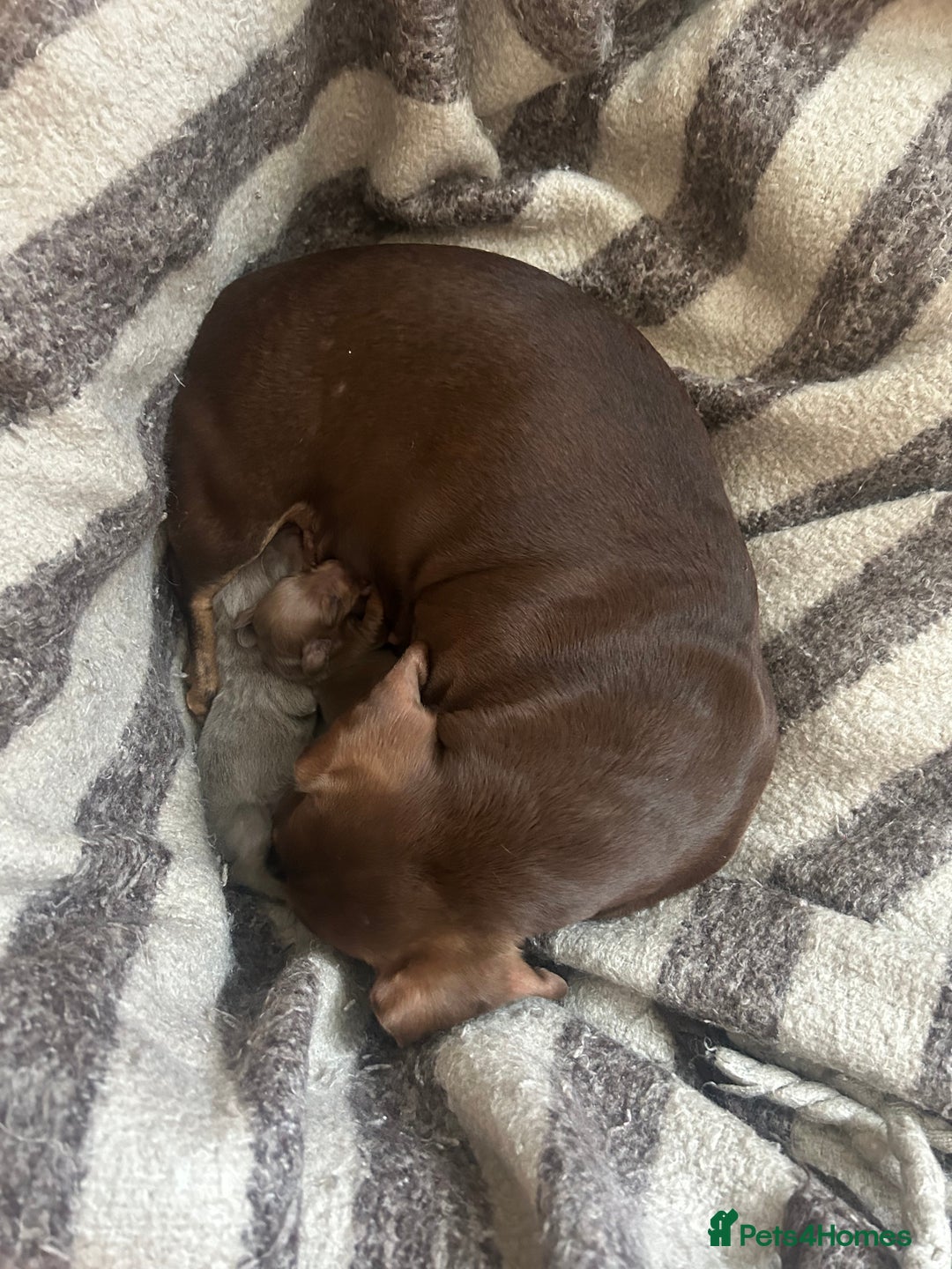 Miniature Dachshund dogs for sale: Miniature dachshunds for sale   - Image 8