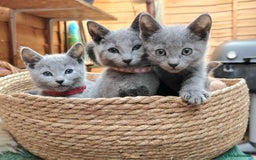 Russian Blue cats for sale: Pedigree Russian blue kittens NORTH LONDON  - Advert 6