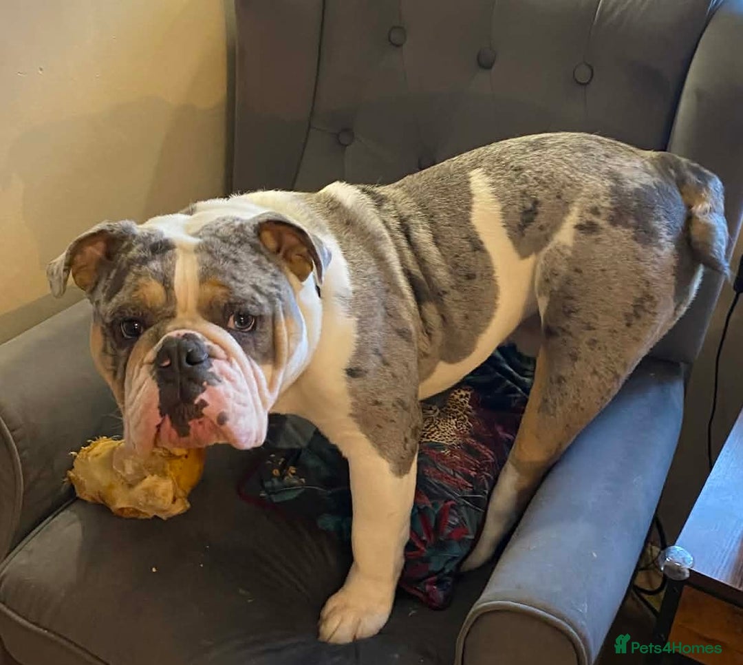 English Bulldog dogs for sale: Stunning Bulldog puppy - Advert 5