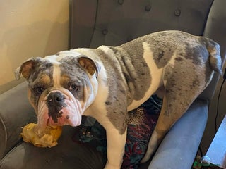 English Bulldog dogs Stunning Bulldog puppy - Advert 3