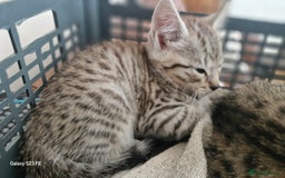 Mixed Breed cats for sale: British short-hair cross kittens - Image 5
