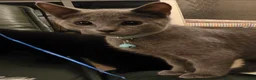 Mixed Breed cats for sale: Russian blue mix kittens - Advert 3