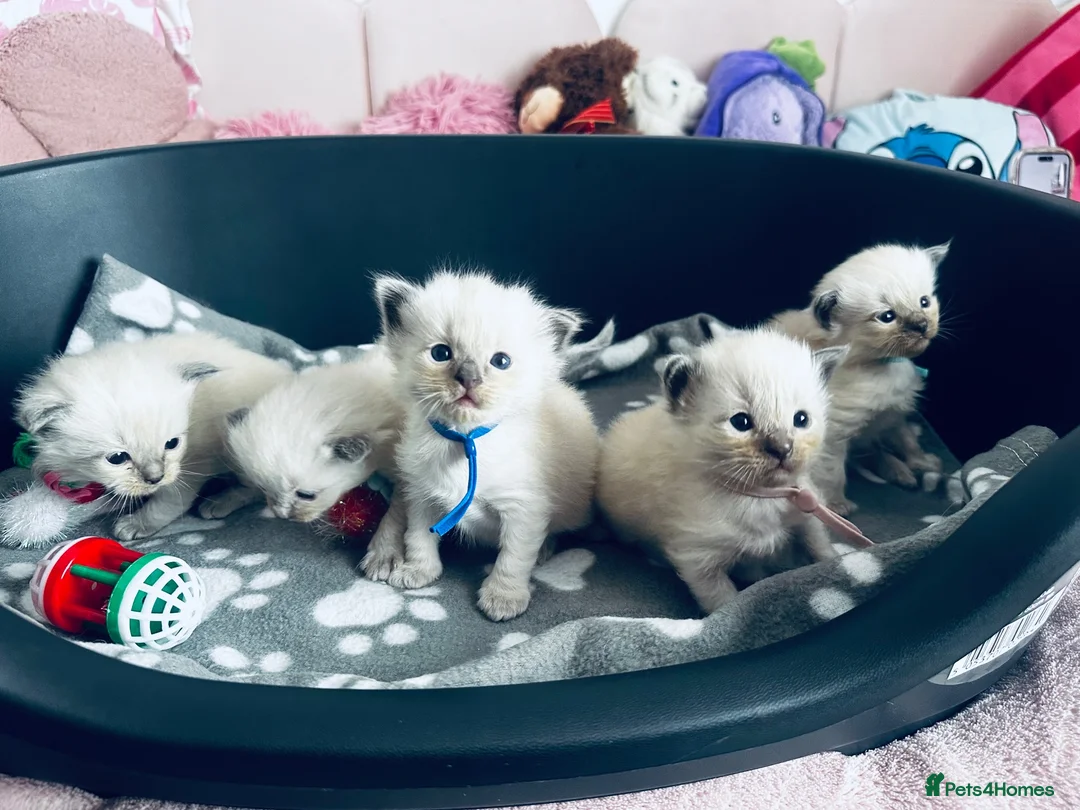 Ragdoll cats for sale: Beautiful Ragdoll kittens – 3 boys & 2 girls 🐾 - Advert 1