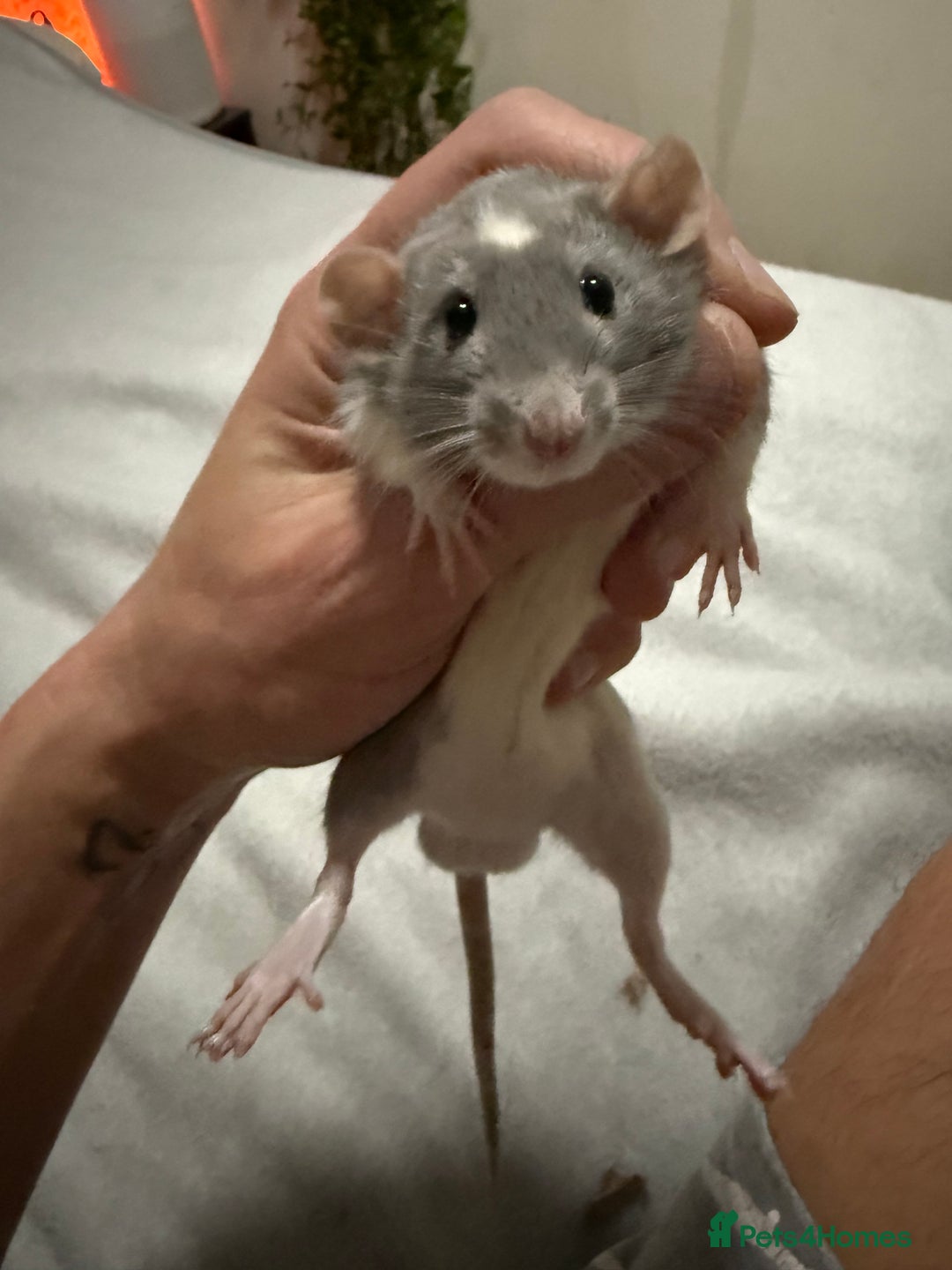 Rat rodents for sale: 4 male jumbo rats  - Advert 2