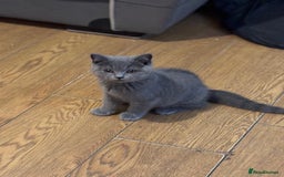 British Shorthair cats for sale: 3 British shorthair kittens  - Image 2