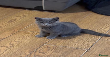 British Shorthair cats - Advert 6