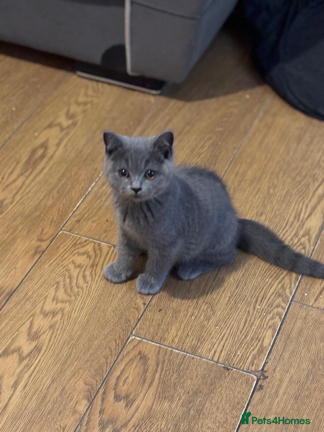 British Shorthair cats for sale: 3 British shorthair kittens  - Image 2