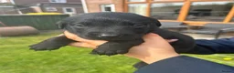 Labrador Retriever dogs for sale: Black and Golden Labrador Puppies - Advert 5