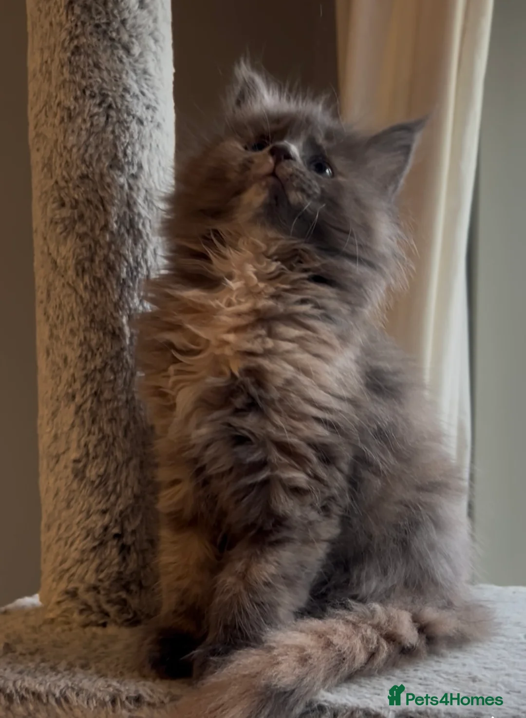 Maine Coon cats for sale: Blue Cream Tortie girl READY NOW - Advert 8