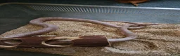 Corn Snake reptiles for sale: Various Corn Snakes for Sale - Advert 5