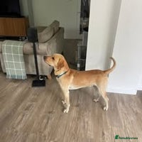 Labrador Retriever dogs - Advert 1